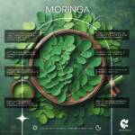 Set Rutina Completa Colección Moringa: Antioxidante, Antiarrugas - Imagen 3